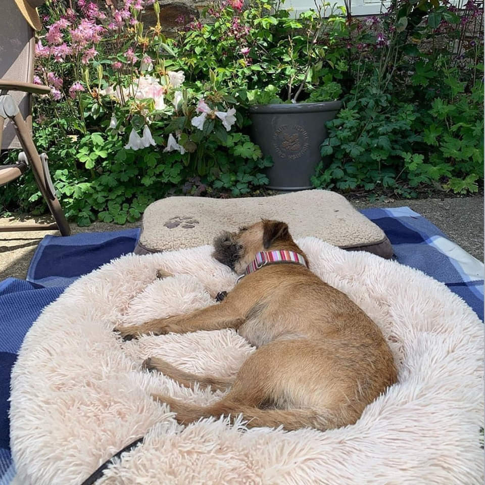 SUENTA Hundebett Kuschelig Weiches Plüschmaterial Grau Größe XL